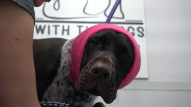 Crazy hunting dog gets his first groom _ German Shorthaired Pointer- Our pets