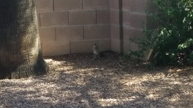 Roadrunner gulps down bird