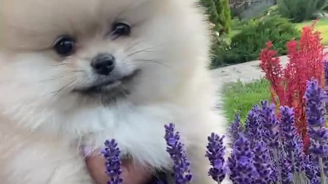 cute baby dog