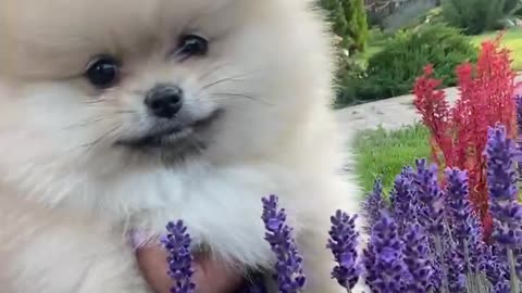 cute baby dog