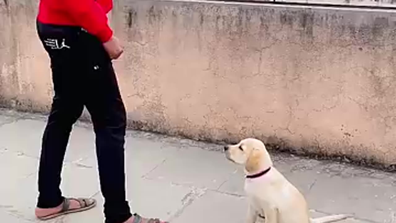 Dog Bark training