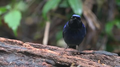 Vietnam pretty bird