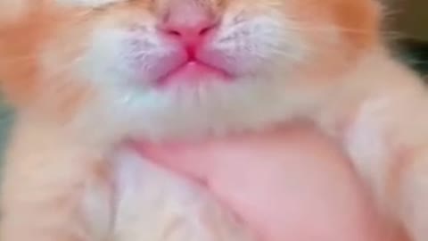 Cat crying