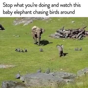 Baby Elephant chasing Birds