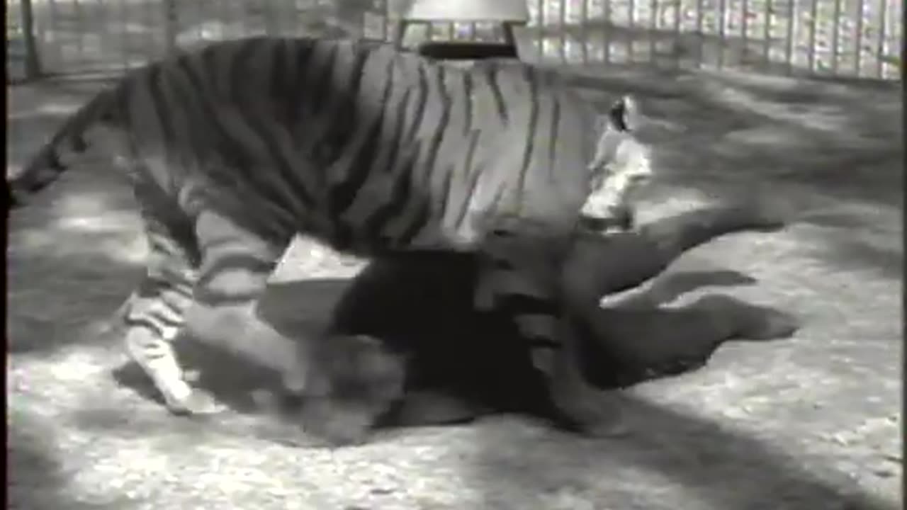 Crazy Girl Fights Tiger (History's Playlist)-Animals