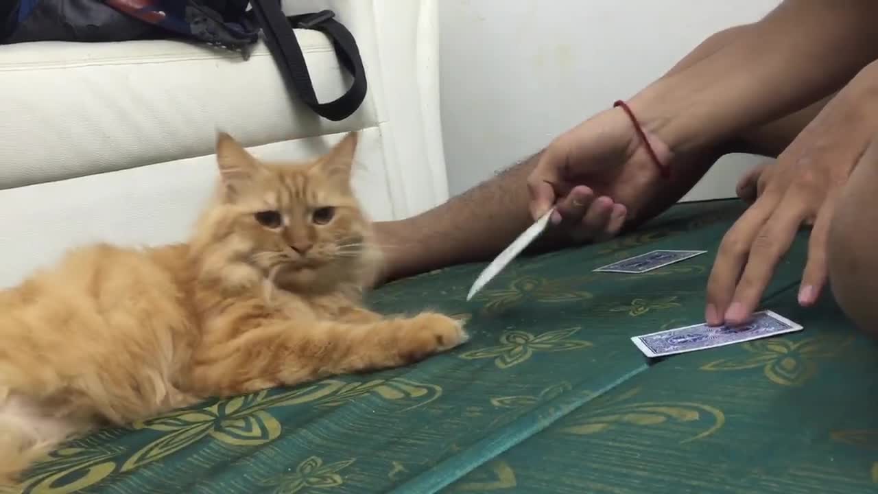 play cards with smart cat