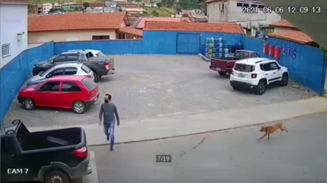 Dog hit and run