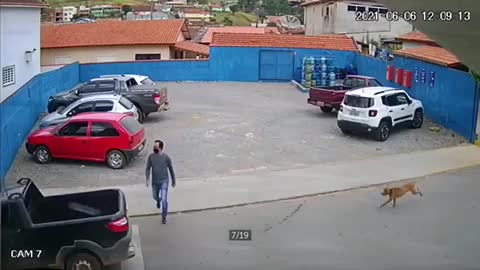 Dog hit and run