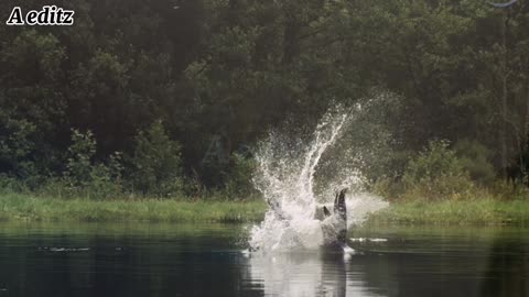 An osprey fishing in spectaular super slow motion high land scotland