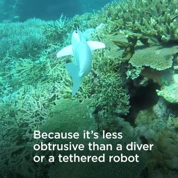 MIT Built an Amazing Robot Fish Operated by a Simple Video Game Controller