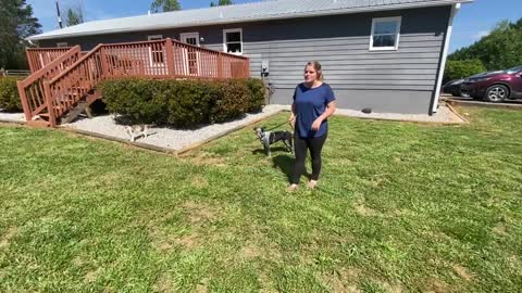 Billie1 Year Old Blue Heeler Atlanta Obedience Training