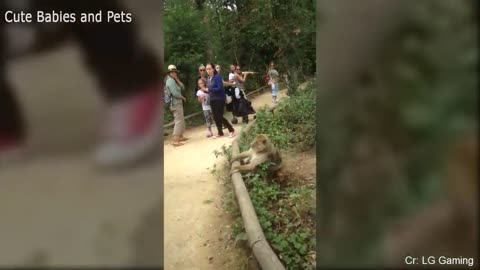 Funny Animals Chasing People