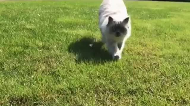 White cat running towards camera slomo