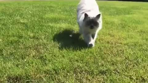 White cat running towards camera slomo