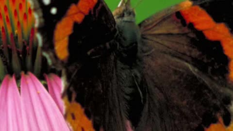 Entomology and Insects - Red Admiral Butterfly #insects #insectdiversity #butterfly #lepidoptera