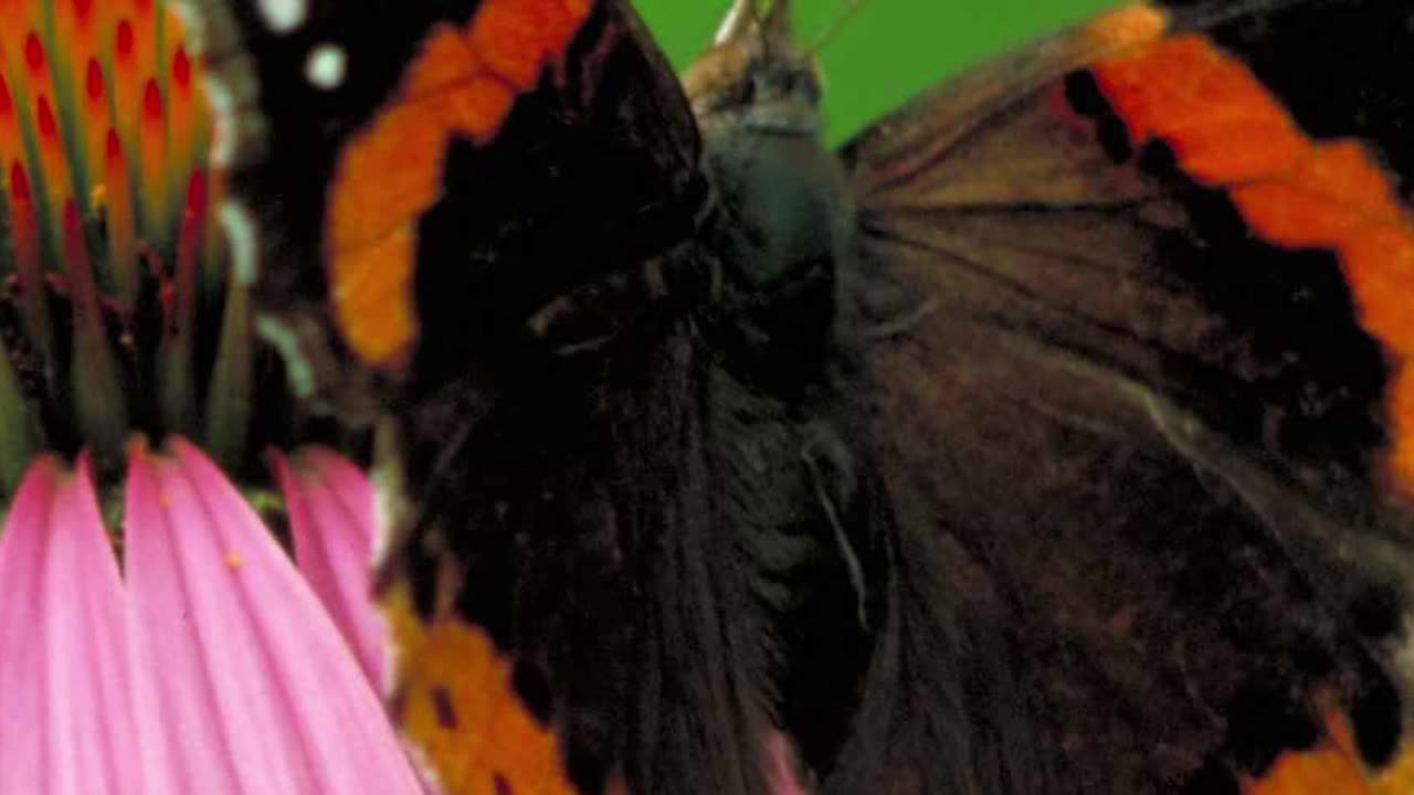Entomology and Insects - Red Admiral Butterfly #insects #insectdiversity #butterfly #lepidoptera