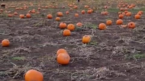 Dress your dog in this pumpkin color and bring him to the pumpkin patch