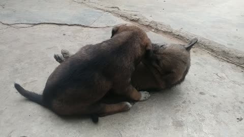 cute naughty puppy, bite there