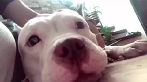 Funny American Bully Videos