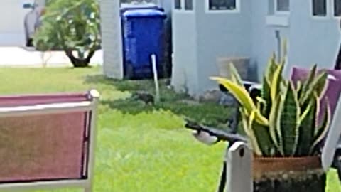 Hawk having lunch, Florida ,hawk,