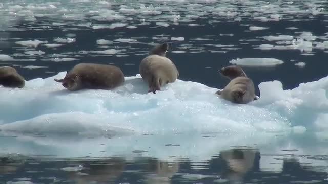 seal.sleeping in cold water