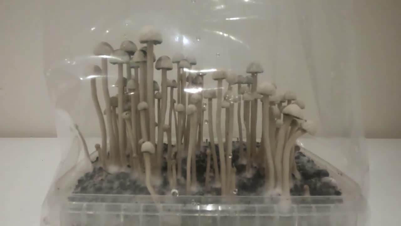 Copelandia Magic Mushroom Grow Kit - Timelapse