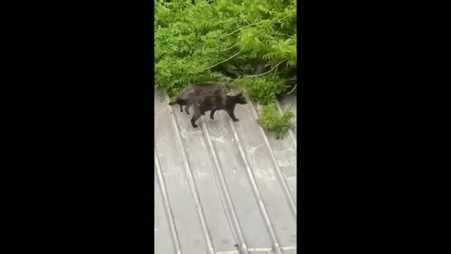 Mother cat rescues the kittens trapped in the stairs