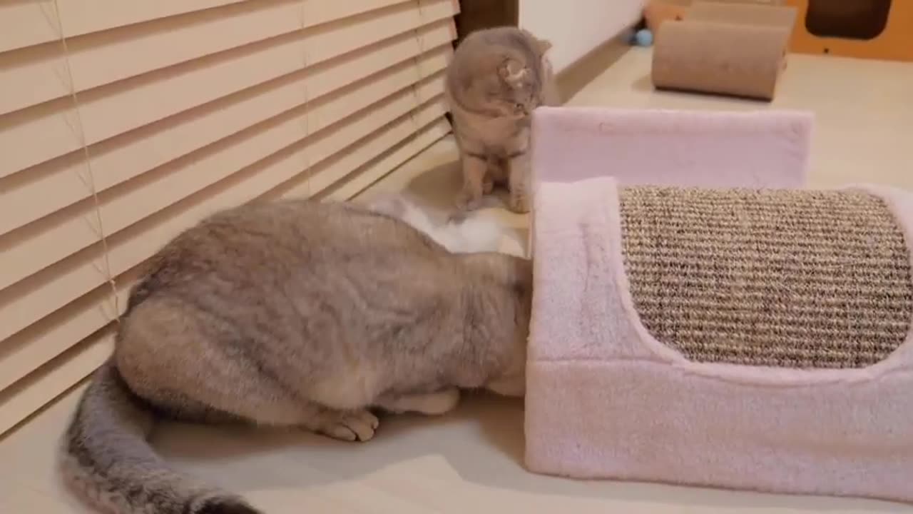 The kittens staying up late and playing pranks were so cute..