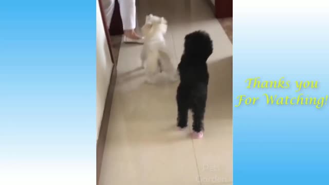 Funny Pet Videos Complications