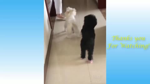 Funny Pet Videos Complications