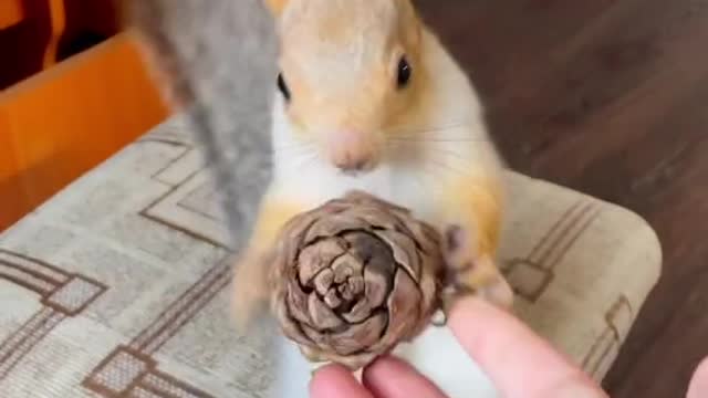 Sonya is a very smart squirrel and she knows that with a bump you need to run to the cage