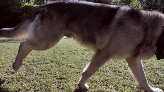 The fierce German Shepherd dog