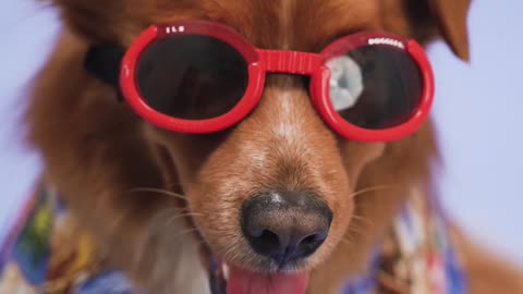 A dog with red sunglasses