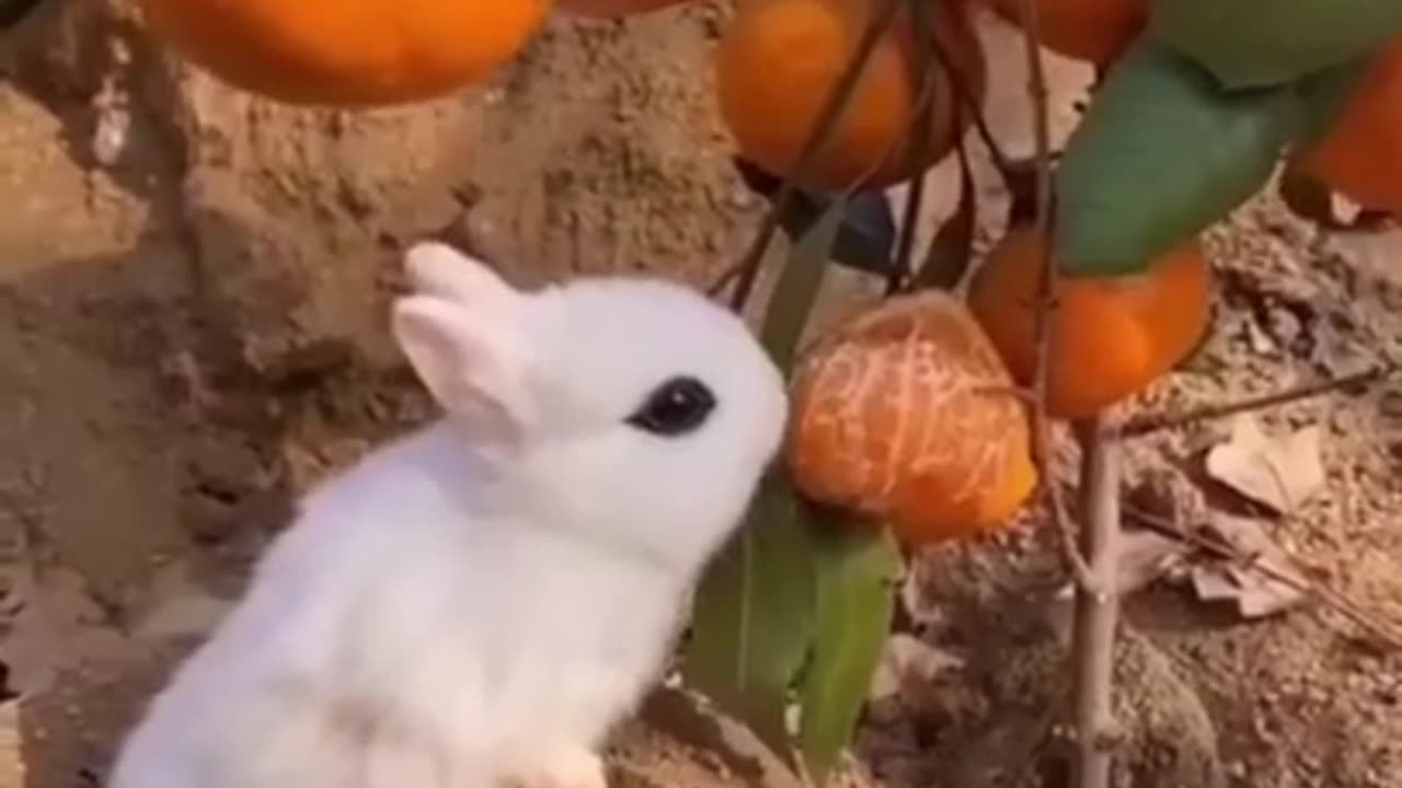 Best animalvideo...2