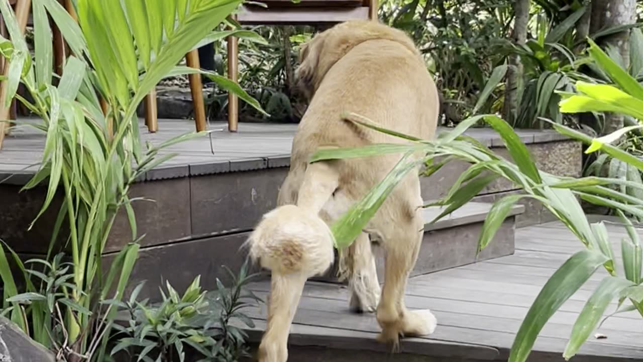 Dog With a Lion Haircut