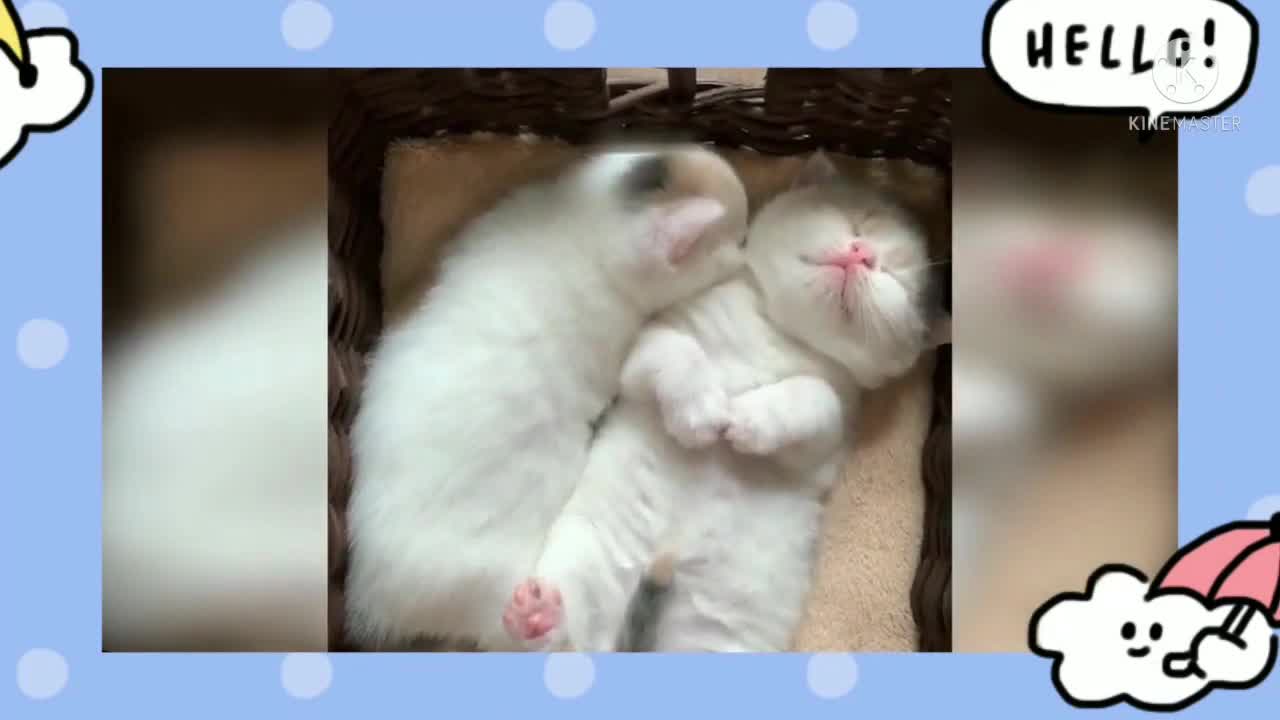 Its lovely to see kitten sneezing | part 16 |