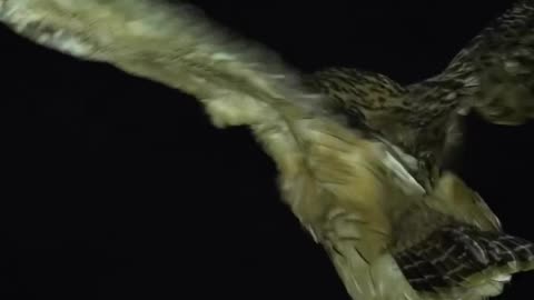 Wildlife