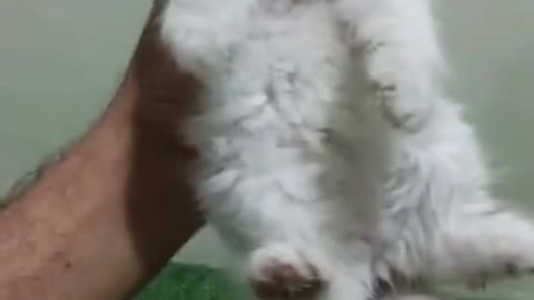 Cute cat video