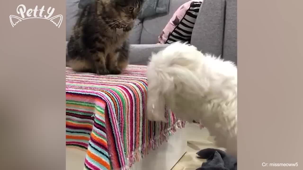 Funny Cats and Dogs - Video 4