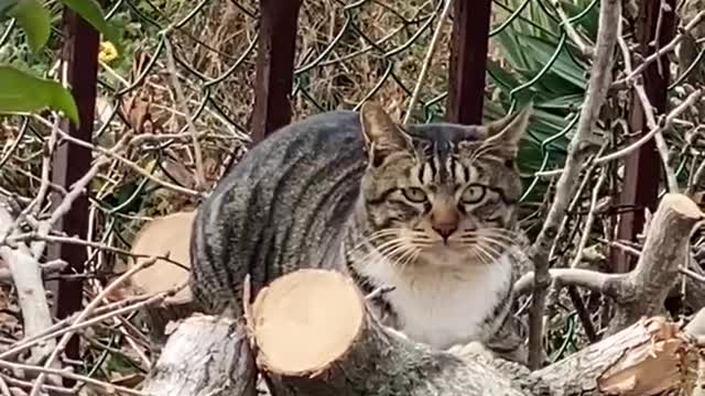 a baking cat