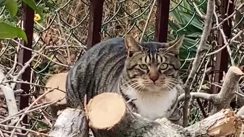 a baking cat