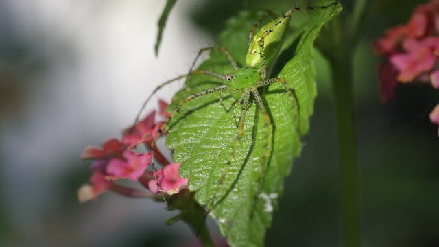 Green Spider