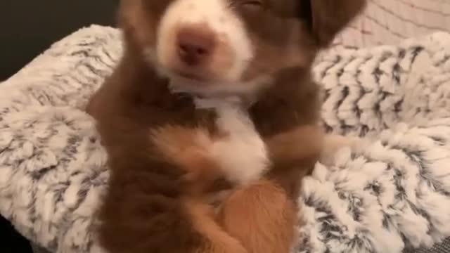 Puppy reacts with us on Camera 🐕😌😁🤣