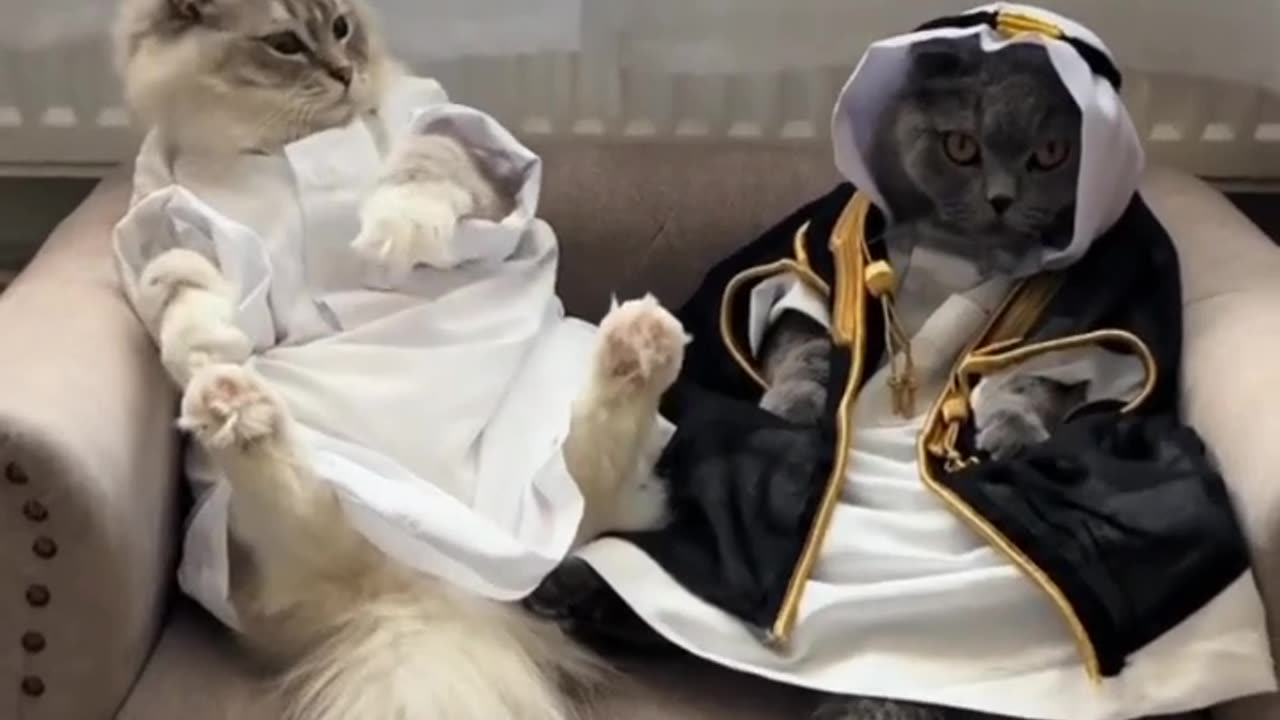 ,🐈😺😲cat video