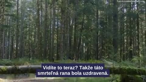 Symbol a "hnutí Q" je ve skutečnosti symbol hada a také označení pro Satanův [Q]uantum Financial System