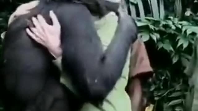 Exciting farewell to the 🐒 chimpanzee...