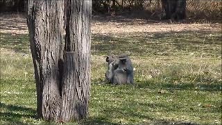Baby baboon playing with monkeys