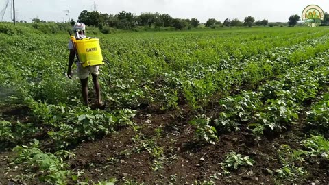 Unraveling the Wonders: Desi Village Life in Fields