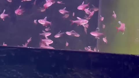 beautiful fish