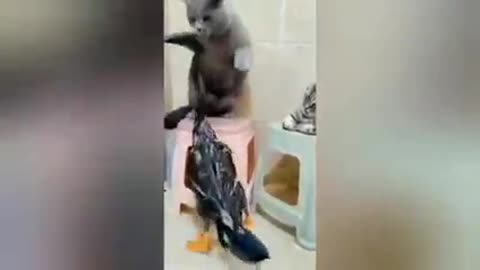 Animal with video